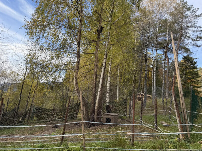 "От медведя не убежишь". Эксклюзивный репортаж из заповедника Яйлю, где живут косолапые