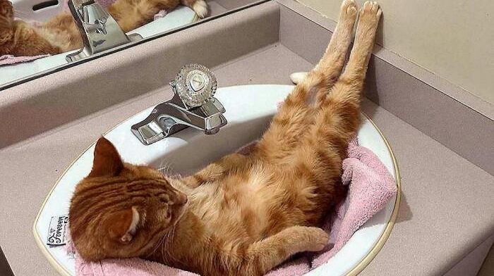 Смешные и красивые коты, которые не такие, как все (18 фото)