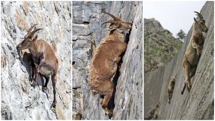 Почему козлики могут лазить по отвесным скалам и не падать