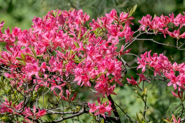 Рододендроны — символ садовой роскоши, неземной красоты и… кропотливого ухода