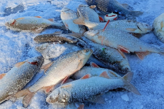 О риске описторхоза в сезон зимней рыбалки на Оби предупредил Роспотребнадзор