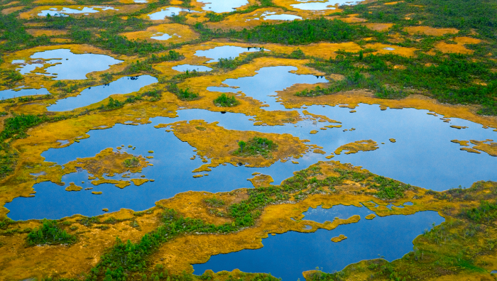 Правда ли, что болота не замерзают