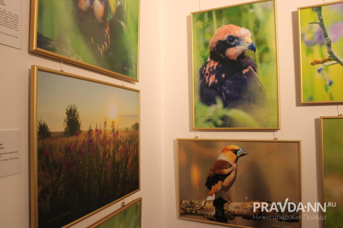 Выставки и концерты ждут нижегородцев в выходные