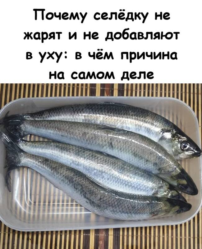 Почему селёдку не жарят и не добавляют в уху: в чём причина на самом деле