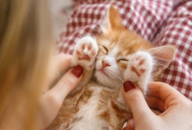 Как назвать кошку: 200+ кличек для котенка-девочки