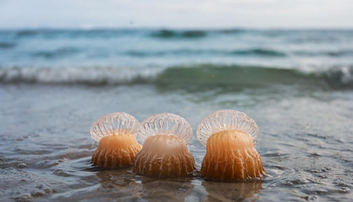 Ядовитая кубомедуза убила двухлетнего российского малыша на отдыхе в Малайзии