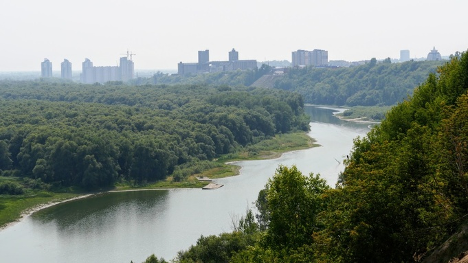 "Советский подход был шикарным". Почему в Барнауле "умирают" деревья и как их можно спасти