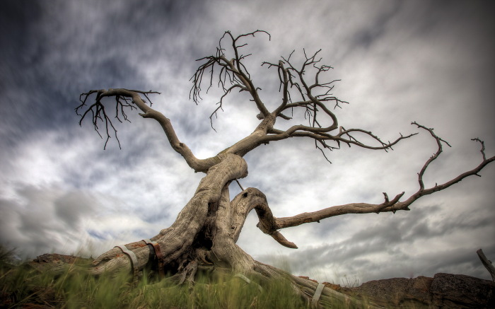Какие деревья на Руси старались не рубить, и почему