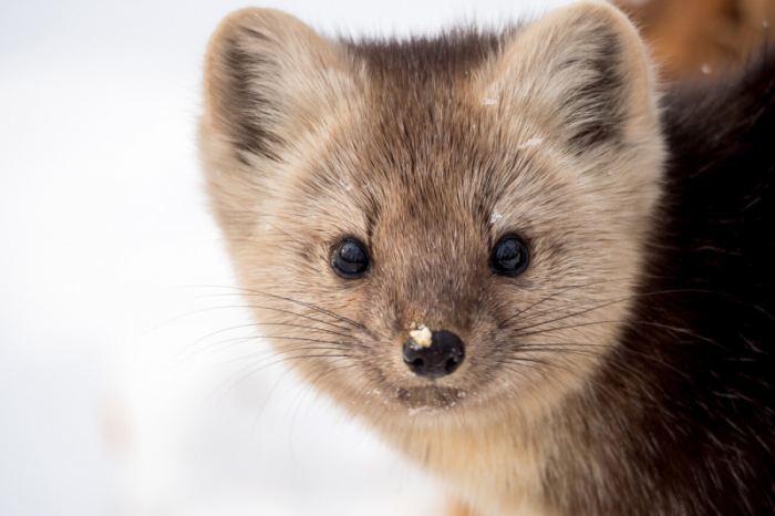 Удивительный природный заповедник Баргузин на озере Байкал