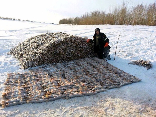 Этой рыбой топили не только печи, но и паровозы