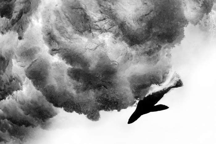 Победители конкурса «Подводный фотограф года 2026»