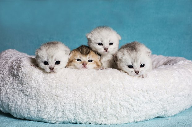 Как назвать кошку: 200+ кличек для котенка-девочки