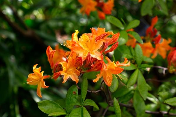 Рододендроны — символ садовой роскоши, неземной красоты и… кропотливого ухода