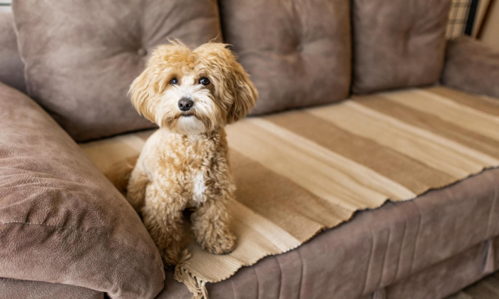 Как оставить собаку одну дома в новогоднюю ночь, чтобы она крепко спала до утра