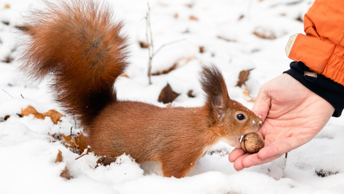 Зимние фотографии из жизни животных