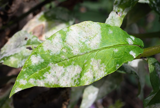 Цветок цинерария: сорта, посадка и уход
