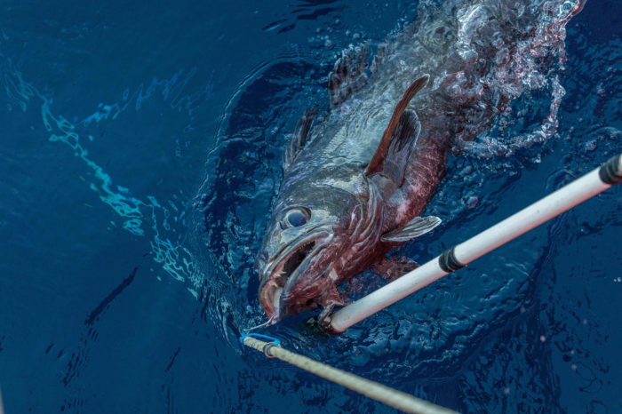 10 жутких глубоководных рыб, о которых мало кто знает