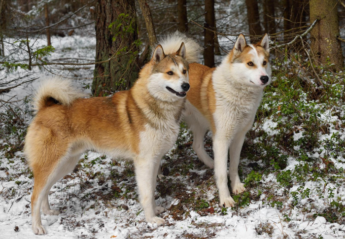 Подборка пород самых лучших охотничьих собак