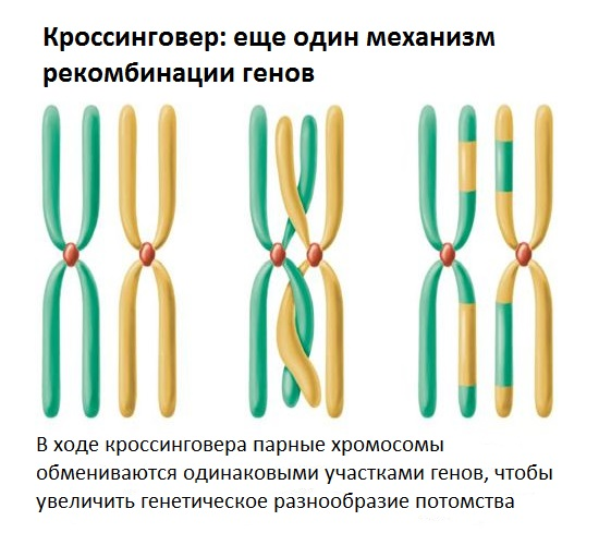 Мужчины вымрут. Естественный отбор остановился. Наука о будущем человечества