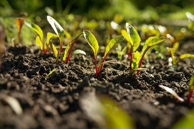 Что можно посеять и посадить в огороде в апреле? Овощи и цветы — семенами и рассадой