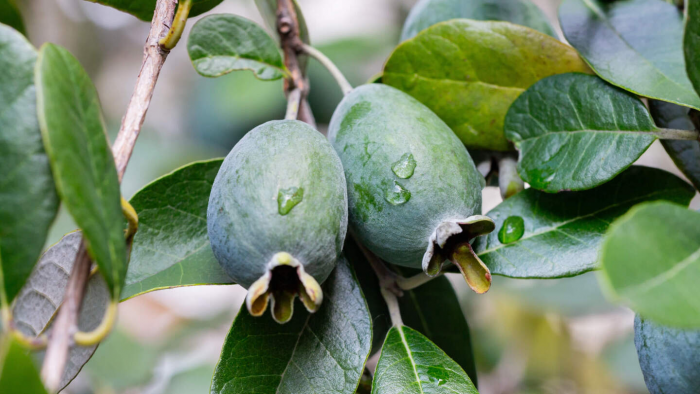 7 интересных фактов о фейхоа: ягода с бразильским характером