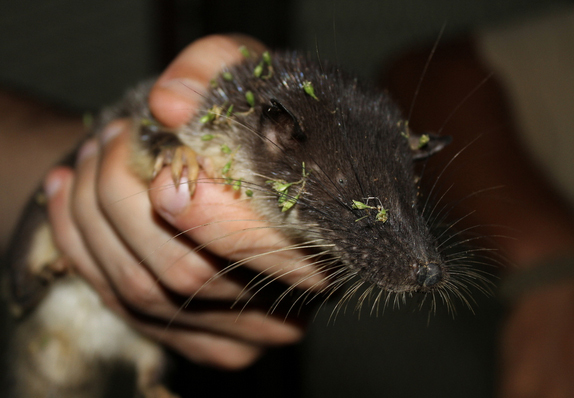 Выдровая землеройка, которая не выдра и не землеройка