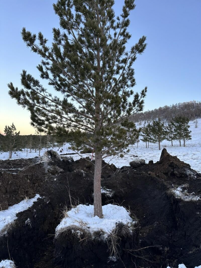 Чарышский девелопер запустил проект по спасению хвойных деревьев