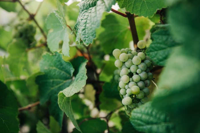 Директор по виноделию «Абрау-Дюрсо» Жорж Бланк — о виноделии во Франции и России