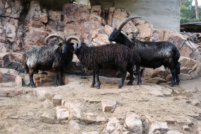 Откуда в Кисловодске взялись бараны с четырьмя рогами