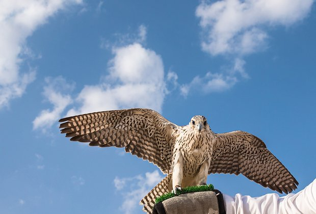 Птицы из Красной книги России: 15 редких видов с фото, места обитания