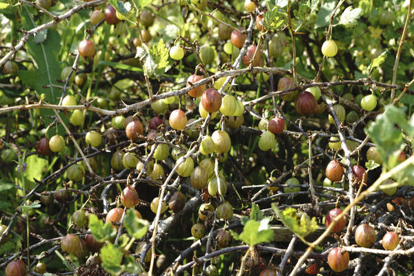 Одна из главных целей среднестатистического дачника — собрать большой урожай: и семью обеспечить, и соседей впечатлить