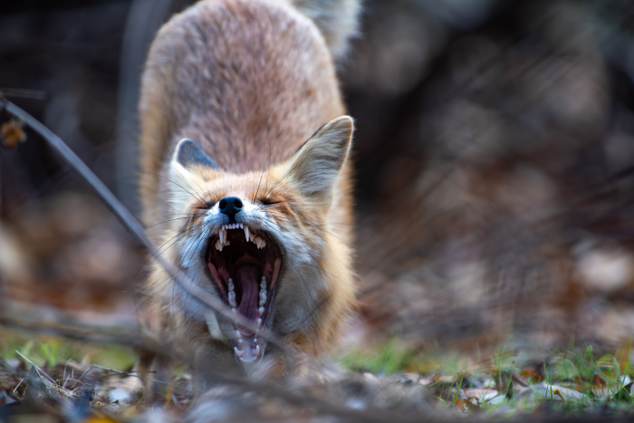 Записки астраханского натуралиста. Знакомство с лисенком