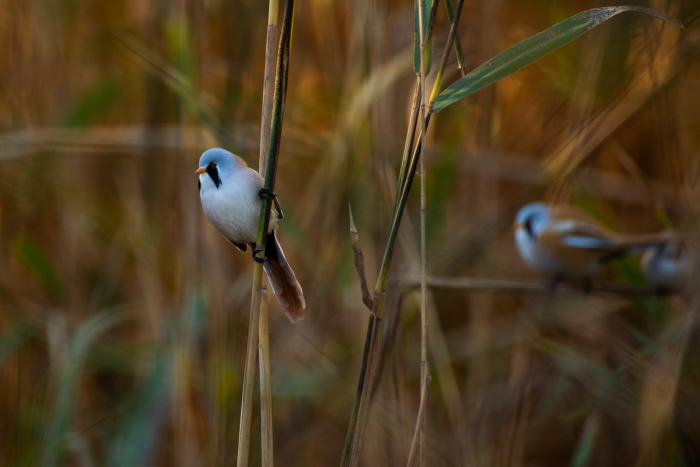 Записки астраханского натуралиста. Птицы Городского острова