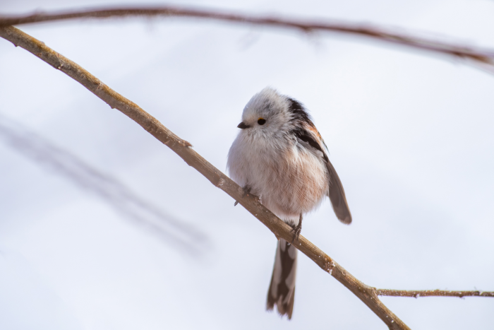 Записки астраханского натуралиста. Кто остался зимовать?