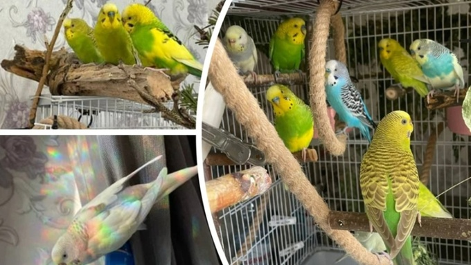 В Новосибирске девушка держит 11 попугаев в однокомнатной квартире