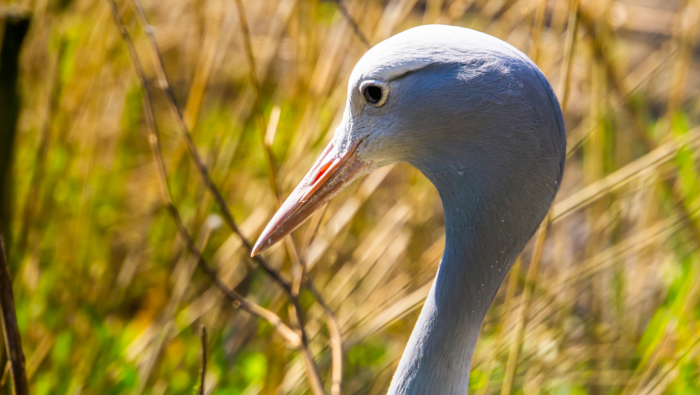 Синий журавль: как национальный символ ЮАР во второй раз оказался в опасности