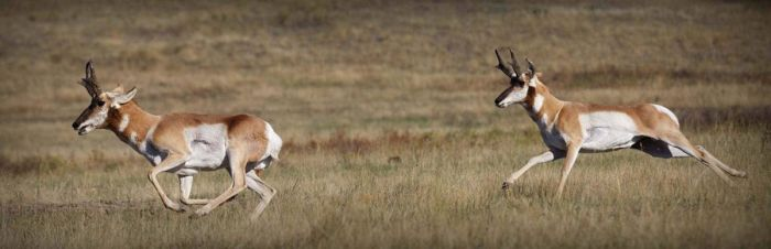 Самые быстрые животные в мире