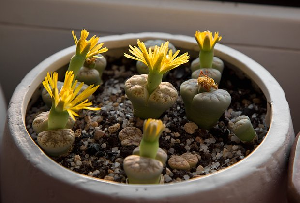 Литопсы: уход за «живыми камнями». Как вырастить суккулент в домашних условиях