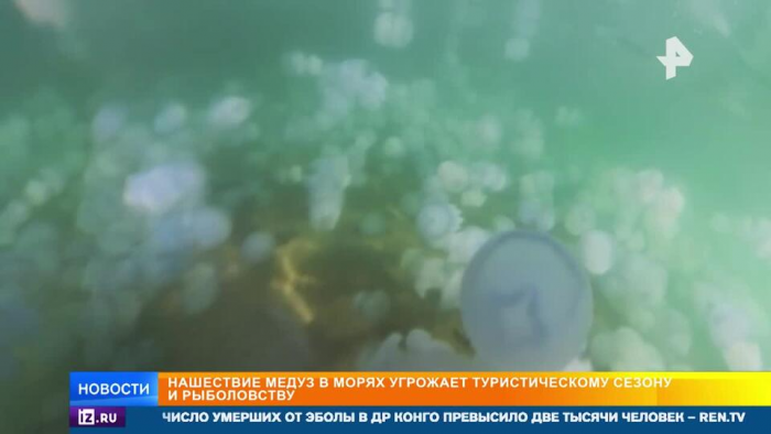 Медузы в Азовском море отправляют туристов в больницы и разгоняют барабульку