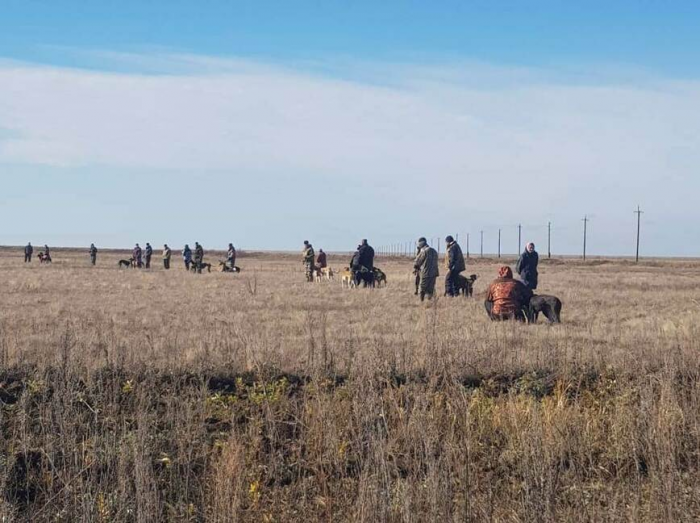 Три дня вольной охоты: саратовские испытания борзых собак - 2025