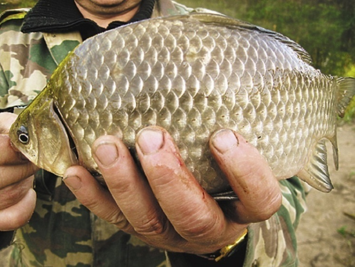 Месяц рыбных стай