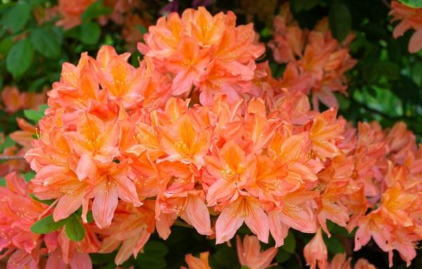 Рододендроны — символ садовой роскоши, неземной красоты и… кропотливого ухода