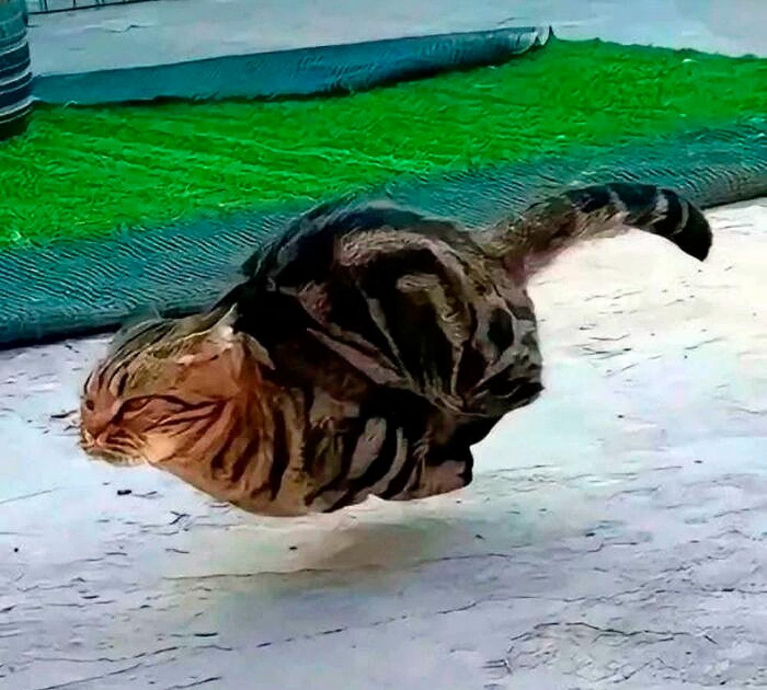 Смешные и красивые коты, которые не такие, как все (18 фото)