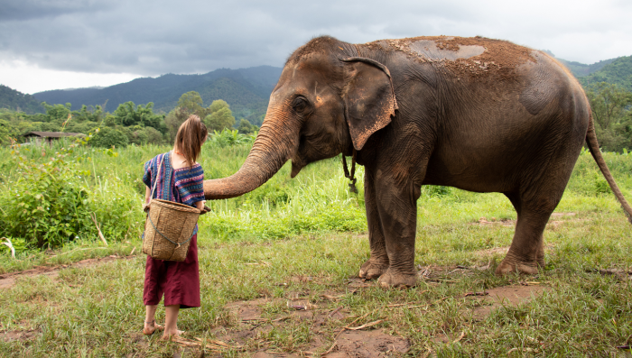 Где кошкам и орангутанам жить хорошо: 6 стран, которые защищают права животных