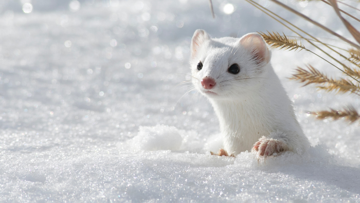 Зимние фотографии из жизни животных