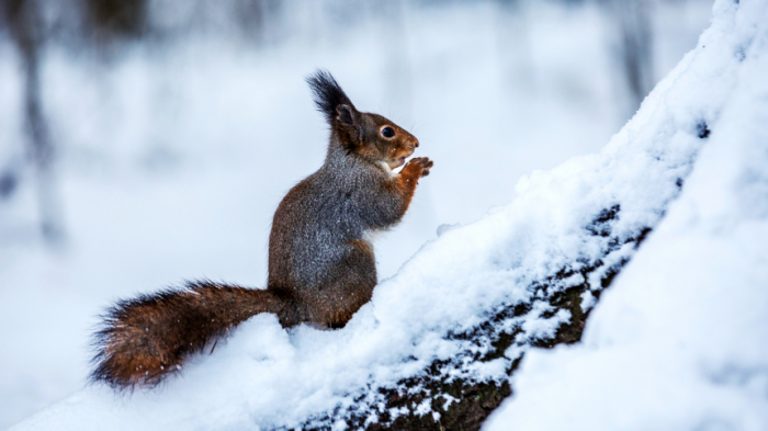 Лоси, белки и вековые дубы: лучшие зимние маршруты Москвы