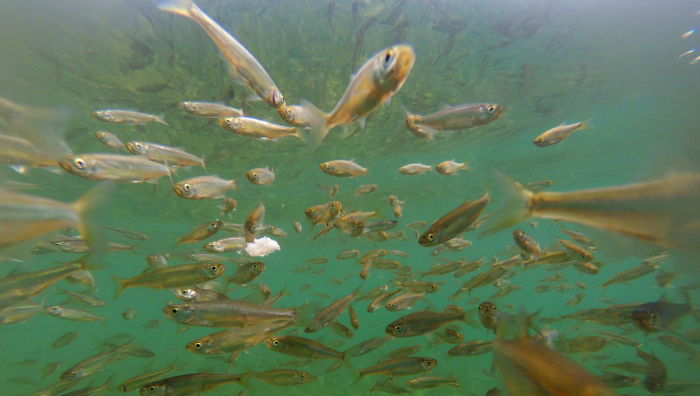 Байкальская нерпа: как живет эндемик  самого глубокого озера в мире