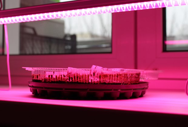 Литопсы: уход за «живыми камнями». Как вырастить суккулент в домашних условиях