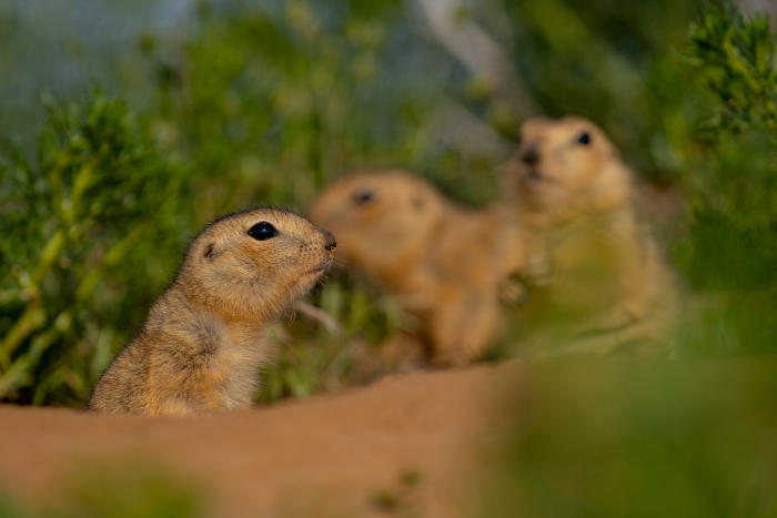 Записки астраханского натуралиста. Какой суслик красивее: желтый или малый