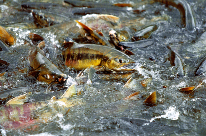 Turogo.ru - Туризм, охота и рыбалка